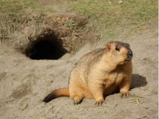 Illegal marmot hunting remains widespread